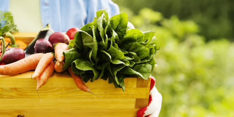 52 Distribuidores de alimentos orgánicos | Certificaciones