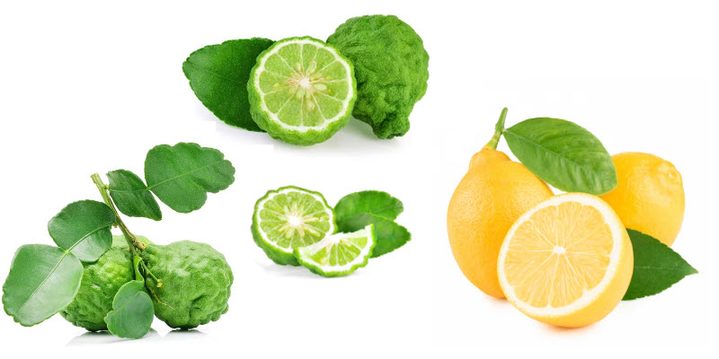 ¿Qué es la bergamota? Beneficios, aplicaciones y 35 Proveedores